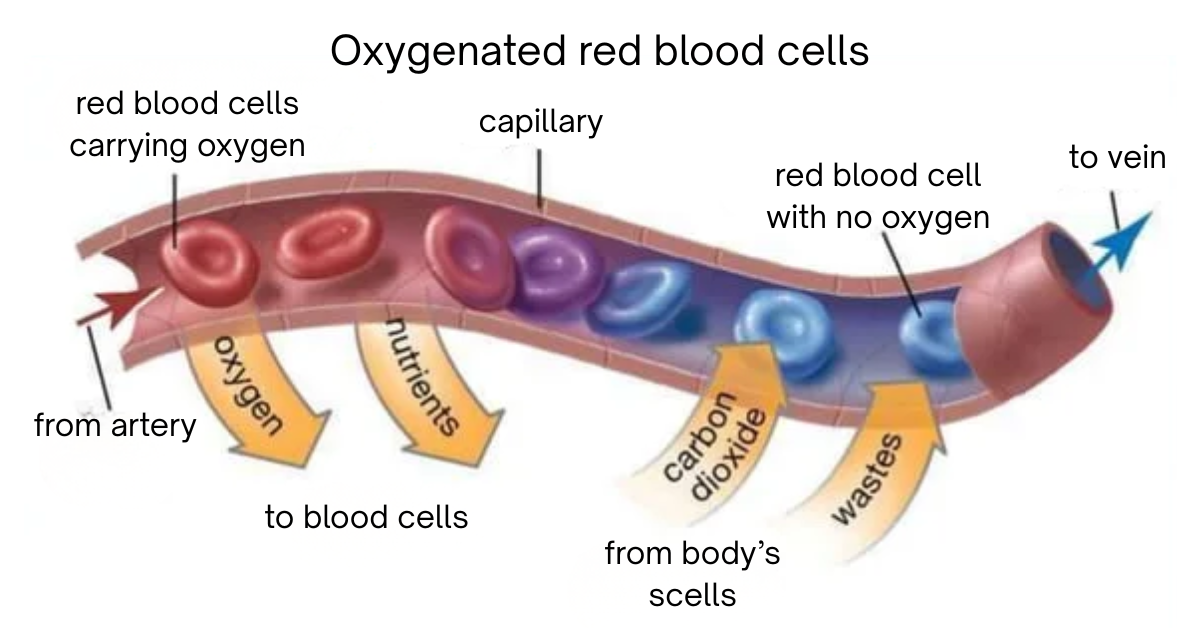 Oxygenated red blood cells